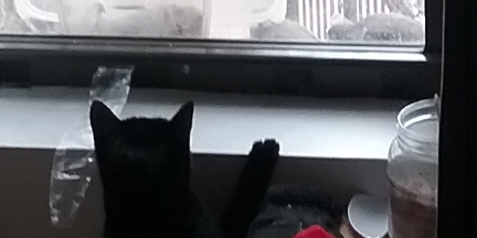 Angel cat stands up to see the doves